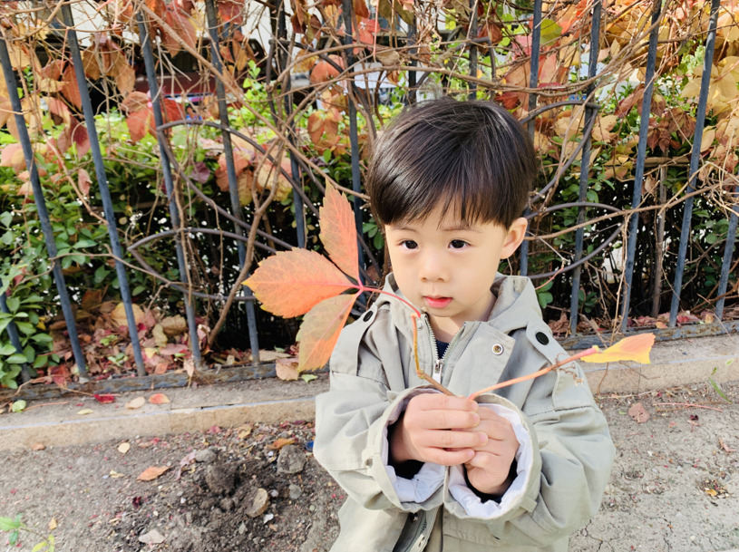 静谧之秋 落叶之美 | 天津生态城海丽达幼儿园